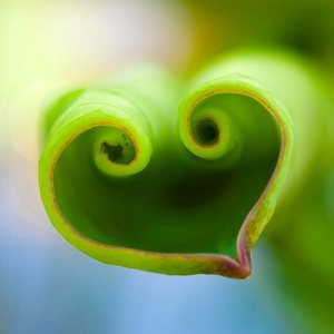 Heart-shaped plant symbolizing Bridget Nielsen's passion 